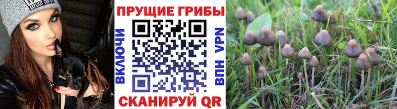 Купить  Городище  Галлюциногенные грибы Psilocybine cubensis 